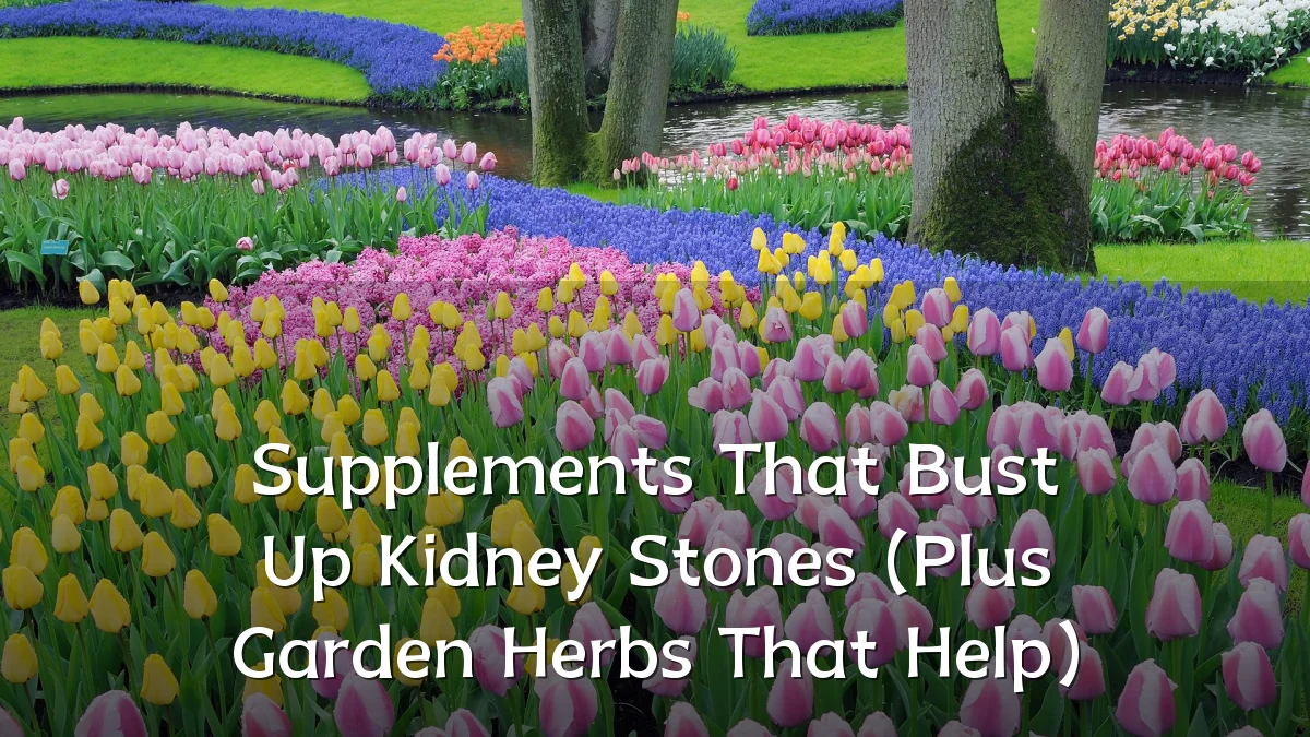 Supplements That Bust Up Kidney Stones (Plus Garden Herbs That Help)